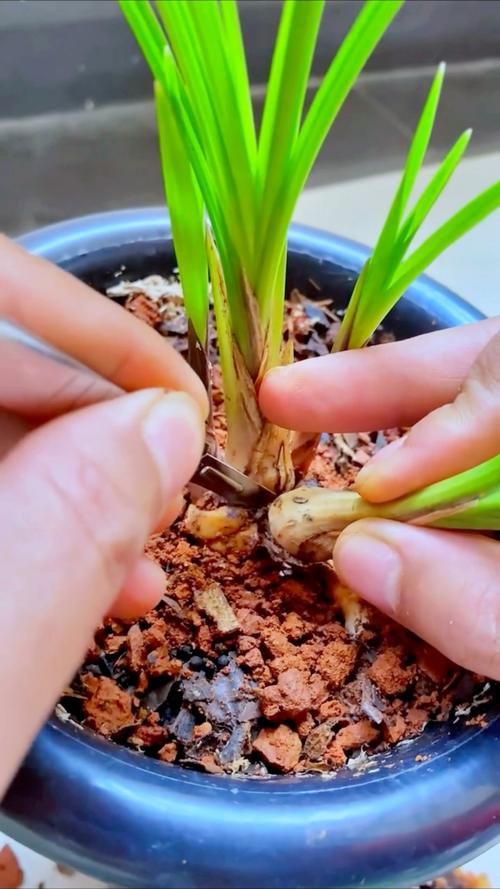 兰花发芽了要怎么养，兰花发芽了是否服盆了？-第1张图片-优品飞百科