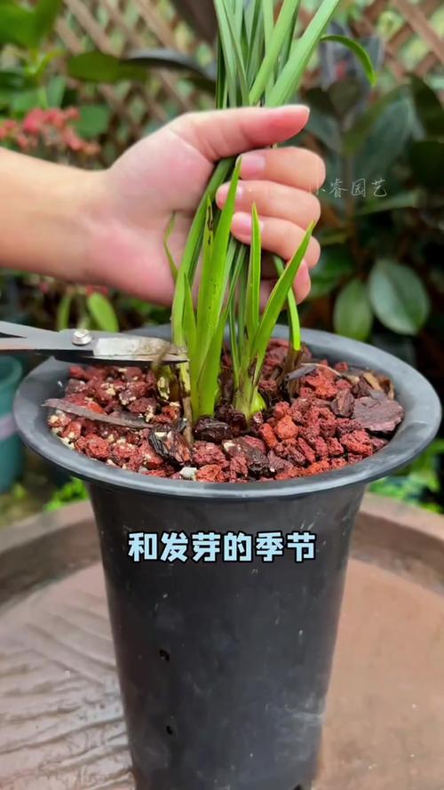 兰花发芽了要怎么养，兰花发芽了是否服盆了？-第3张图片-优品飞百科