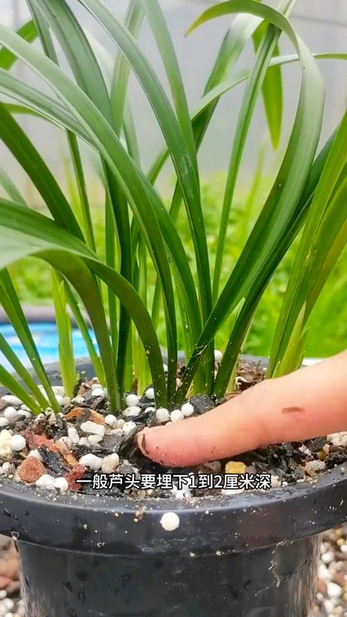 兰花发芽了要怎么养，兰花发芽了是否服盆了？-第4张图片-优品飞百科