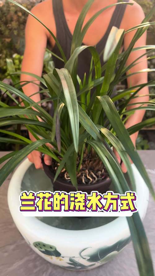 兰花发芽了要怎么养，兰花发芽了是否服盆了？-第6张图片-优品飞百科