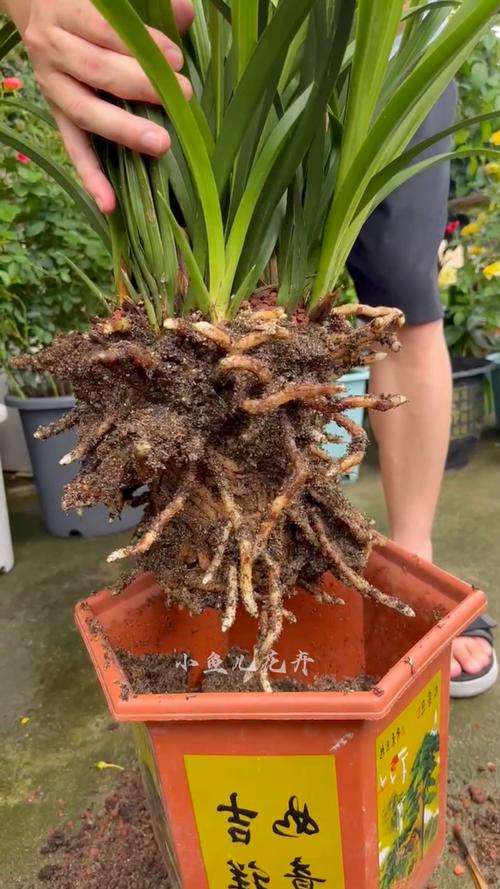 兰花发芽了要怎么养，兰花发芽了是否服盆了？-第8张图片-优品飞百科