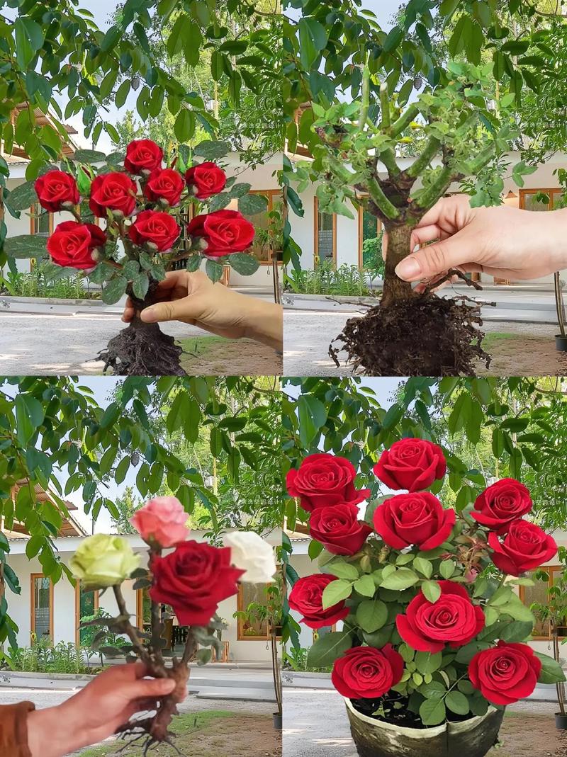 玫瑰老根种植方法,玫瑰花老根栽植视频-第1张图片-优品飞百科 玫瑰老根种植方法,玫瑰花老根栽植视频-第1张图片-优品飞百科