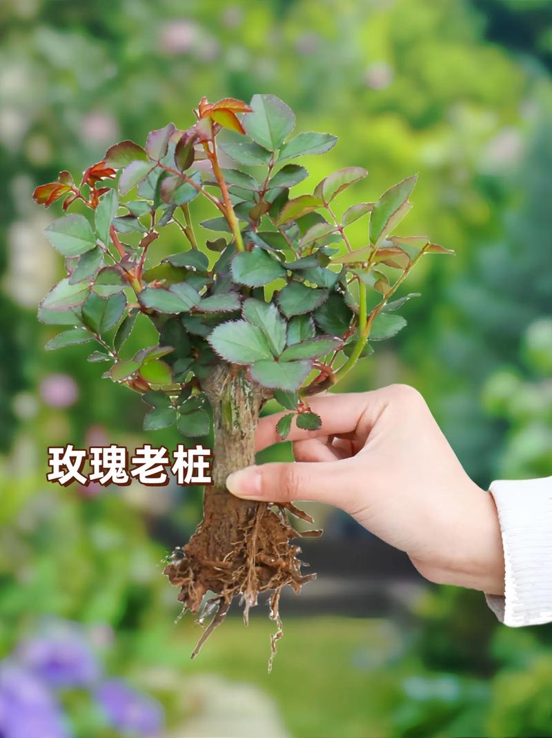 玫瑰老根种植方法,玫瑰花老根栽植视频-第3张图片-优品飞百科 玫瑰老根种植方法,玫瑰花老根栽植视频-第3张图片-优品飞百科