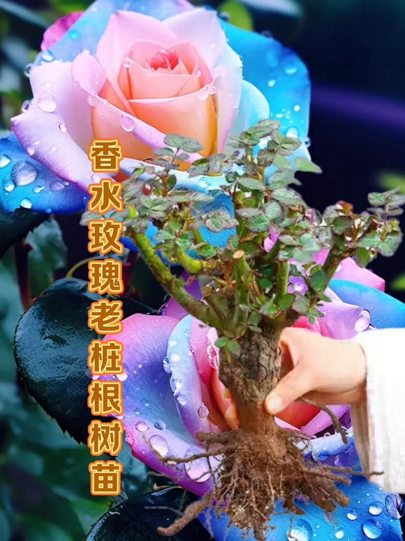 玫瑰老根种植方法,玫瑰花老根栽植视频-第4张图片-优品飞百科 玫瑰老根种植方法,玫瑰花老根栽植视频-第4张图片-优品飞百科