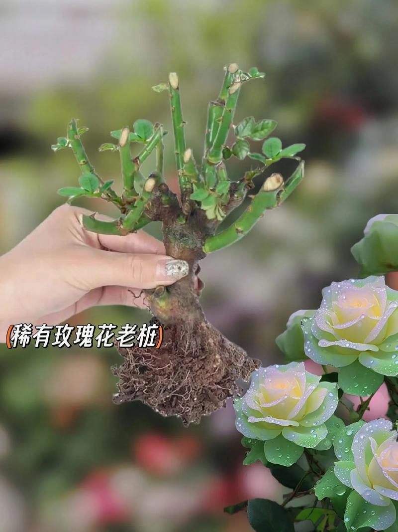 玫瑰老根种植方法,玫瑰花老根栽植视频-第7张图片-优品飞百科 玫瑰老根种植方法,玫瑰花老根栽植视频-第7张图片-优品飞百科