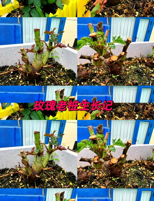 玫瑰老根种植方法,玫瑰花老根栽植视频-第6张图片-优品飞百科 玫瑰老根种植方法,玫瑰花老根栽植视频-第6张图片-优品飞百科