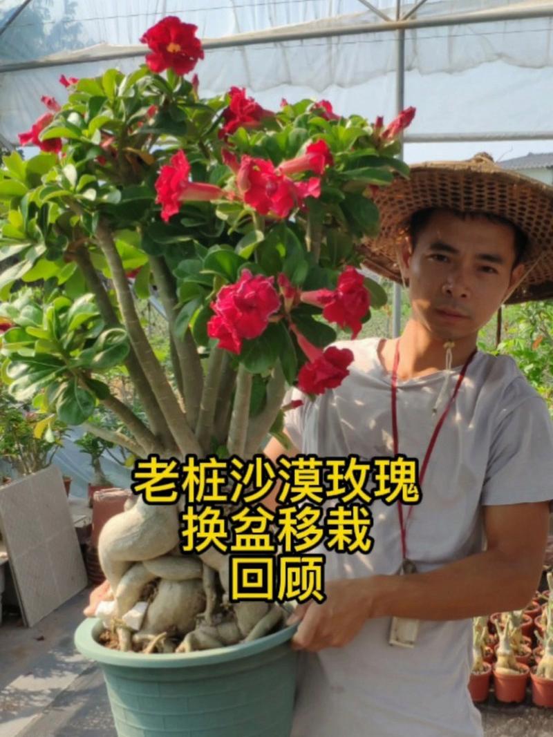 玫瑰老根种植方法,玫瑰花老根栽植视频-第8张图片-优品飞百科 玫瑰老根种植方法,玫瑰花老根栽植视频-第8张图片-优品飞百科