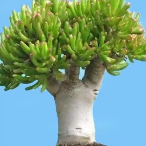 筒叶花月的养殖方法和注意事项，筒叶花月有几个品种？