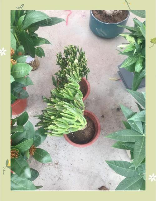 筒叶花月的养殖方法和注意事项,筒叶花月有几个品种?-第3张图片-优品飞百科 筒叶花月的养殖方法和注意事项,筒叶花月有几个品种?-第3张图片-优品飞百科