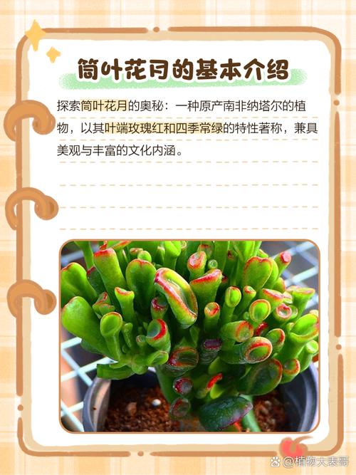 筒叶花月的养殖方法和注意事项,筒叶花月有几个品种?-第4张图片-优品飞百科 筒叶花月的养殖方法和注意事项,筒叶花月有几个品种?-第4张图片-优品飞百科