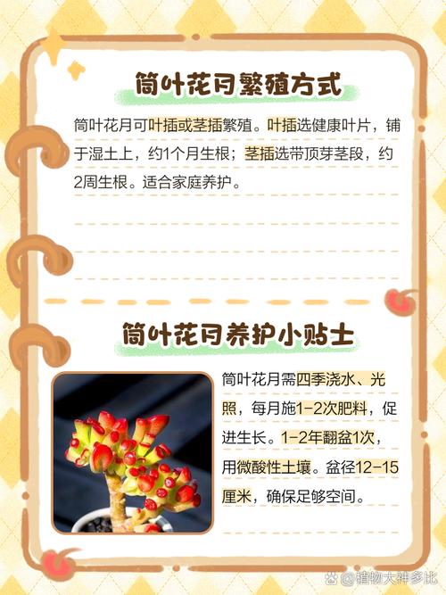 筒叶花月的养殖方法和注意事项,筒叶花月有几个品种?-第5张图片-优品飞百科 筒叶花月的养殖方法和注意事项,筒叶花月有几个品种?-第5张图片-优品飞百科