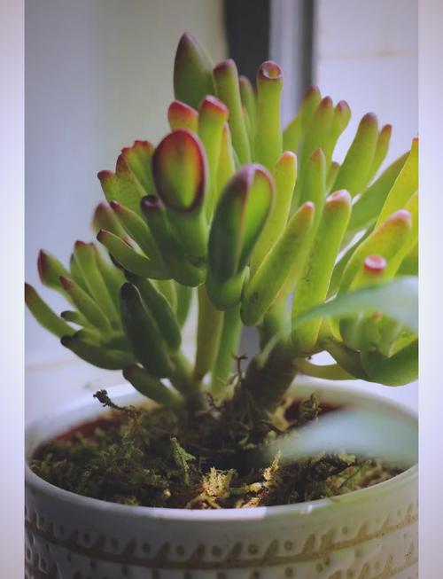 筒叶花月的养殖方法和注意事项,筒叶花月有几个品种?-第6张图片-优品飞百科 筒叶花月的养殖方法和注意事项,筒叶花月有几个品种?-第6张图片-优品飞百科