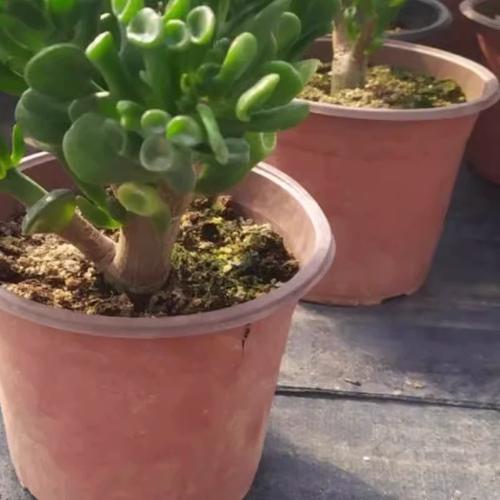 筒叶花月的养殖方法和注意事项,筒叶花月有几个品种?-第7张图片-优品飞百科 筒叶花月的养殖方法和注意事项,筒叶花月有几个品种?-第7张图片-优品飞百科