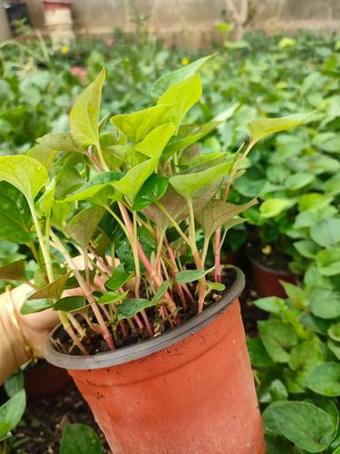 鱼腥草好养吗，鱼腥草好养活吗-第2张图片-优品飞百科