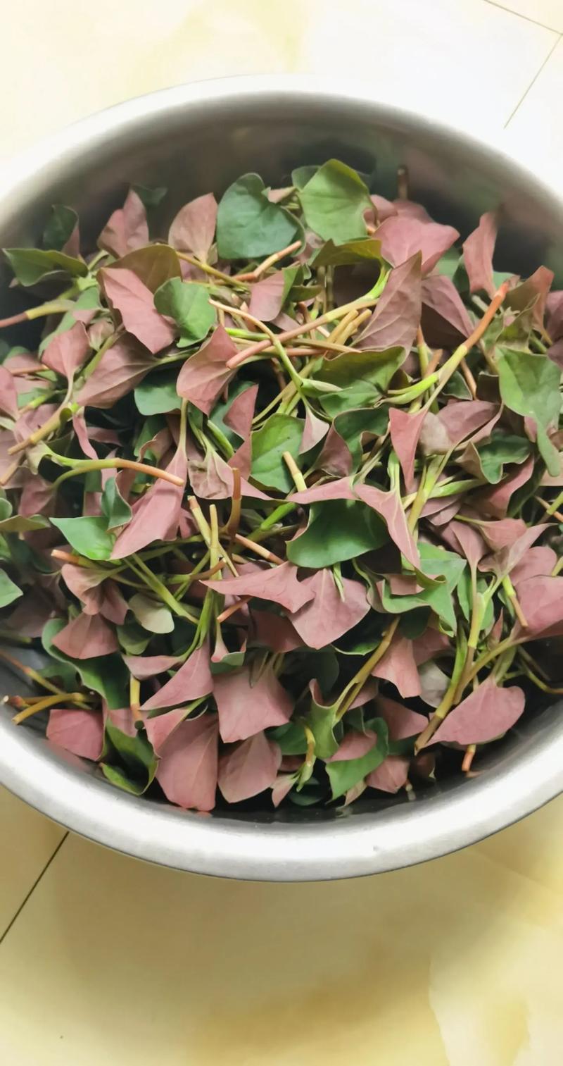 鱼腥草好养吗，鱼腥草好养活吗-第4张图片-优品飞百科