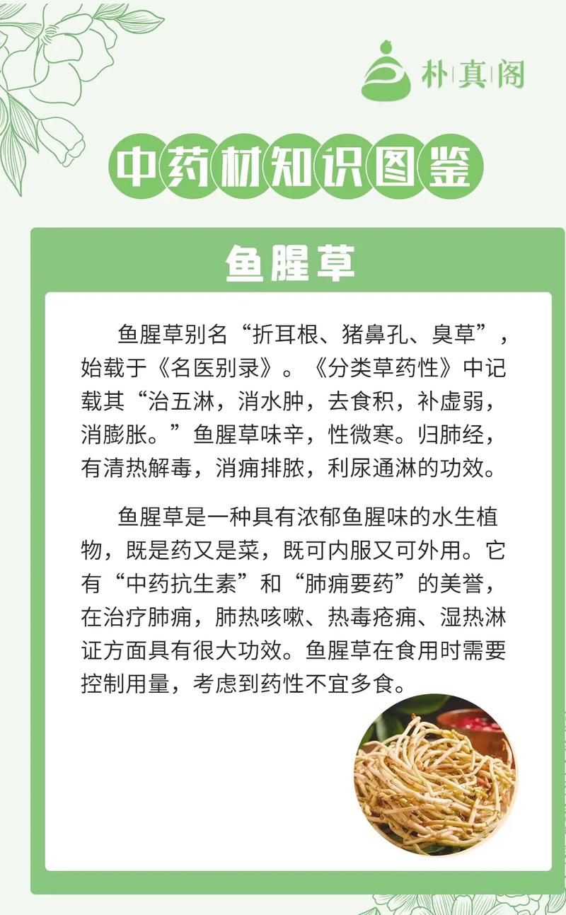 鱼腥草好养吗，鱼腥草好养活吗-第6张图片-优品飞百科