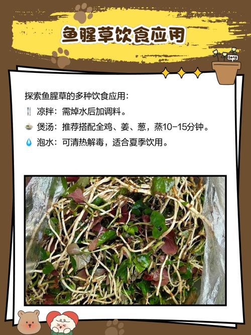 鱼腥草好养吗，鱼腥草好养活吗-第7张图片-优品飞百科