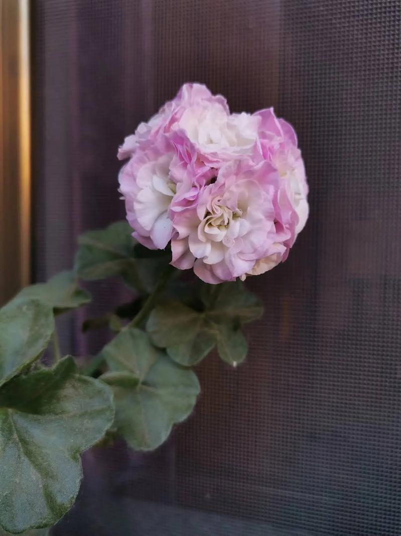 垂吊天竺葵怎么修剪，垂吊天竺葵修剪口诀？-第1张图片-优品飞百科