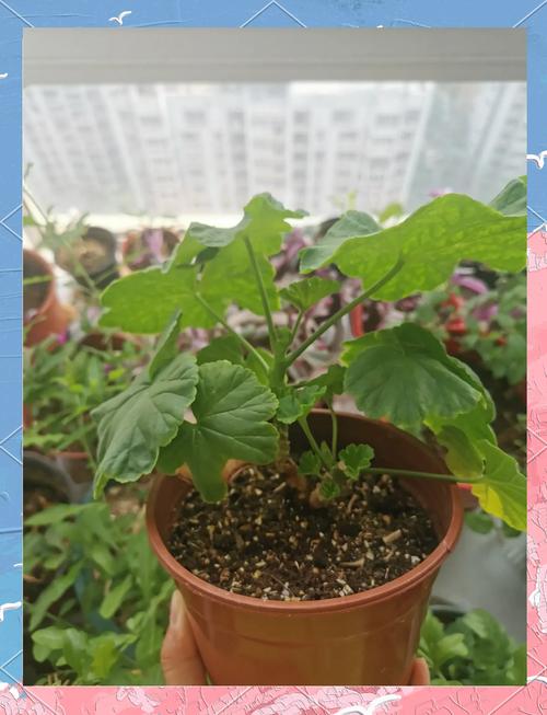 垂吊天竺葵怎么修剪，垂吊天竺葵修剪口诀？-第2张图片-优品飞百科