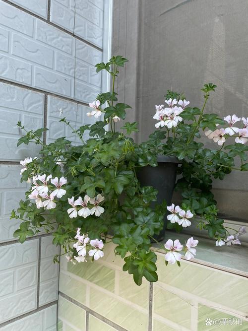 垂吊天竺葵怎么修剪，垂吊天竺葵修剪口诀？-第3张图片-优品飞百科