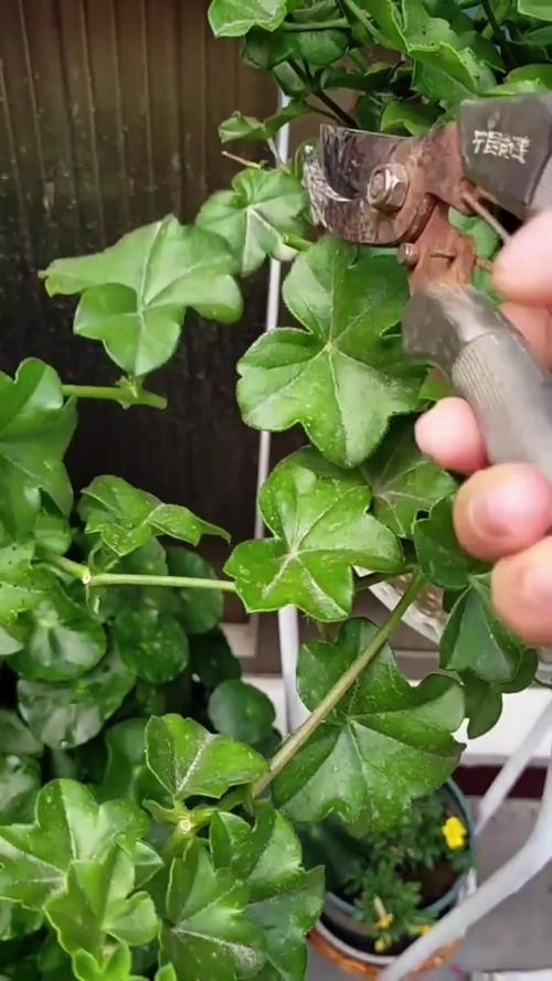 垂吊天竺葵怎么修剪，垂吊天竺葵修剪口诀？-第4张图片-优品飞百科