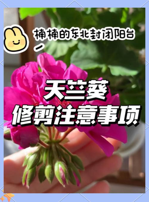 垂吊天竺葵怎么修剪，垂吊天竺葵修剪口诀？-第5张图片-优品飞百科