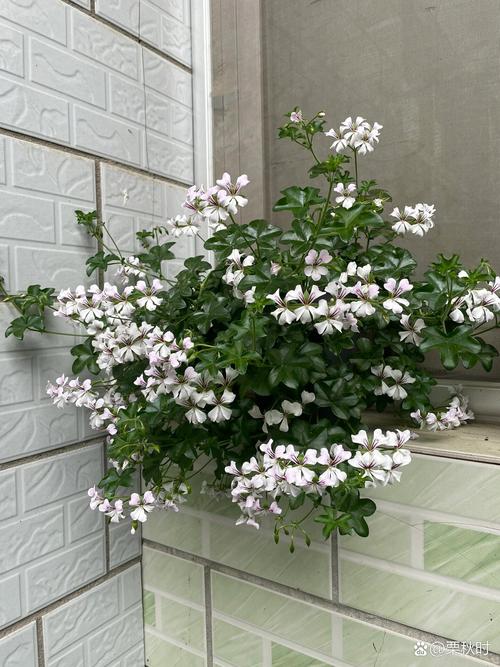 垂吊天竺葵怎么修剪，垂吊天竺葵修剪口诀？-第6张图片-优品飞百科