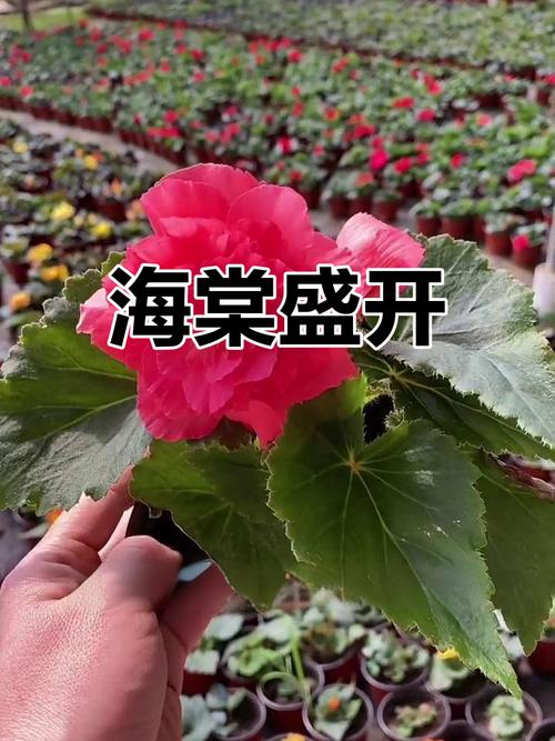 新买的球根海棠怎么养,新买的球根海棠怎么养护?-第1张图片-优品飞百科 新买的球根海棠怎么养,新买的球根海棠怎么养护?-第1张图片-优品飞百科