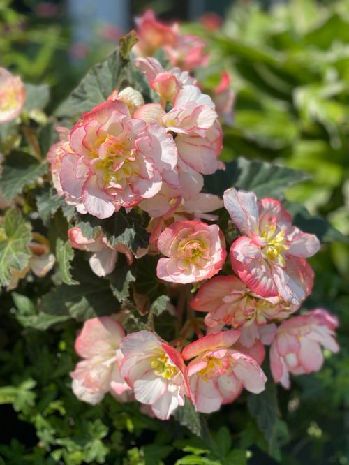 新买的球根海棠怎么养,新买的球根海棠怎么养护?-第2张图片-优品飞百科 新买的球根海棠怎么养,新买的球根海棠怎么养护?-第2张图片-优品飞百科