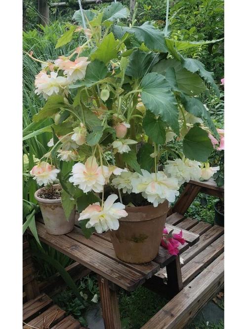 新买的球根海棠怎么养,新买的球根海棠怎么养护?-第3张图片-优品飞百科 新买的球根海棠怎么养,新买的球根海棠怎么养护?-第3张图片-优品飞百科