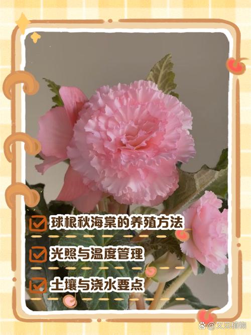 新买的球根海棠怎么养,新买的球根海棠怎么养护?-第4张图片-优品飞百科 新买的球根海棠怎么养,新买的球根海棠怎么养护?-第4张图片-优品飞百科