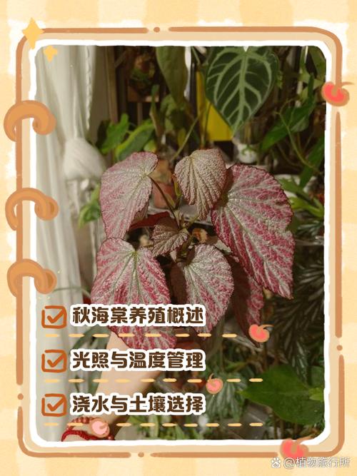 新买的球根海棠怎么养,新买的球根海棠怎么养护?-第5张图片-优品飞百科 新买的球根海棠怎么养,新买的球根海棠怎么养护?-第5张图片-优品飞百科