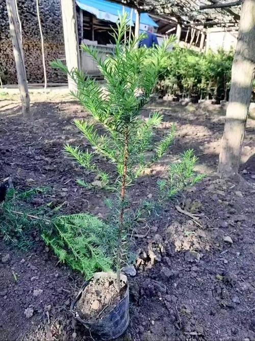 红豆杉用什么土栽培好,红豆杉适合用什么土?-第1张图片-优品飞百科 红豆杉用什么土栽培好,红豆杉适合用什么土?-第1张图片-优品飞百科