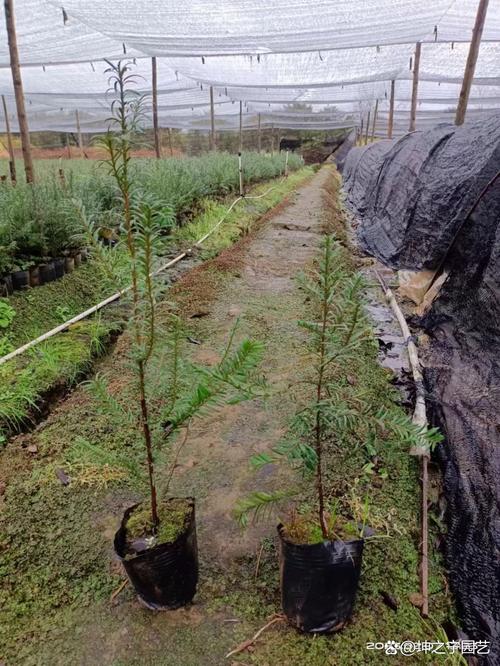 红豆杉用什么土栽培好,红豆杉适合用什么土?-第2张图片-优品飞百科 红豆杉用什么土栽培好,红豆杉适合用什么土?-第2张图片-优品飞百科