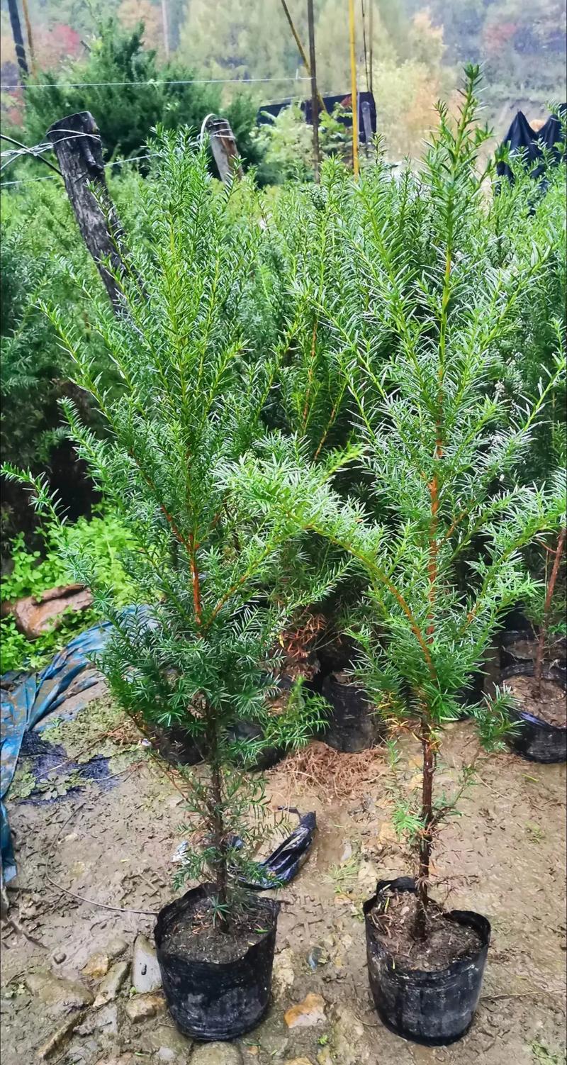 红豆杉用什么土栽培好,红豆杉适合用什么土?-第3张图片-优品飞百科 红豆杉用什么土栽培好,红豆杉适合用什么土?-第3张图片-优品飞百科