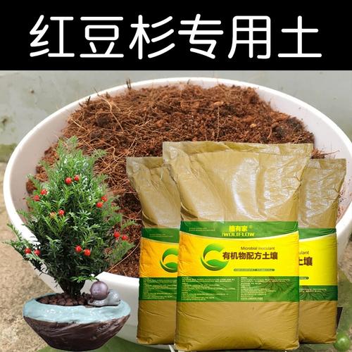 红豆杉用什么土栽培好,红豆杉适合用什么土?-第4张图片-优品飞百科 红豆杉用什么土栽培好,红豆杉适合用什么土?-第4张图片-优品飞百科