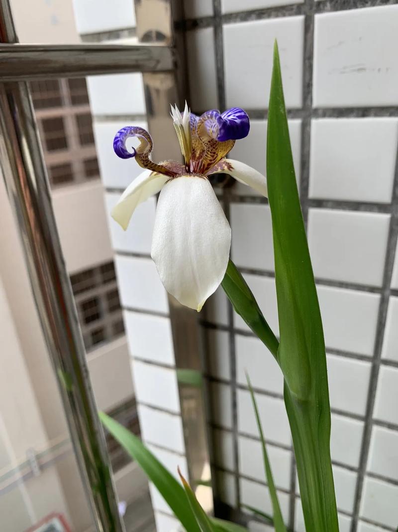 巴西鸢尾叶子太长怎么办？巴西鸢尾开过花之后怎么处理？-第1张图片-优品飞百科