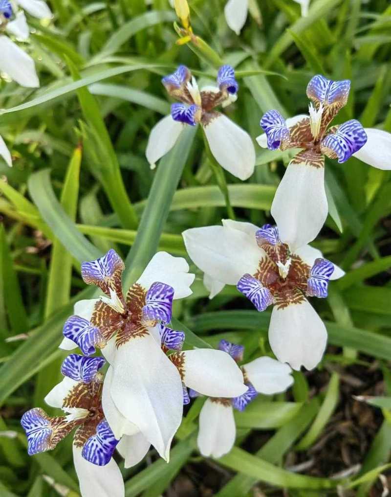 巴西鸢尾叶子太长怎么办？巴西鸢尾开过花之后怎么处理？-第3张图片-优品飞百科