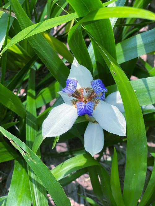 巴西鸢尾叶子太长怎么办？巴西鸢尾开过花之后怎么处理？-第4张图片-优品飞百科
