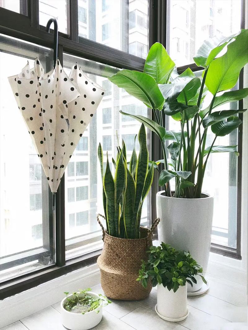 虎皮兰适合什么花盆？虎皮兰适合啥样花盆？-第1张图片-优品飞百科