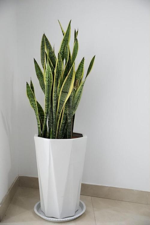 虎皮兰适合什么花盆？虎皮兰适合啥样花盆？-第2张图片-优品飞百科