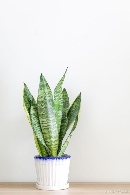 虎皮兰适合什么花盆？虎皮兰适合啥样花盆？-第3张图片-优品飞百科