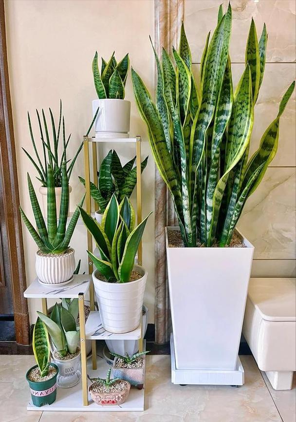 虎皮兰适合什么花盆？虎皮兰适合啥样花盆？-第4张图片-优品飞百科