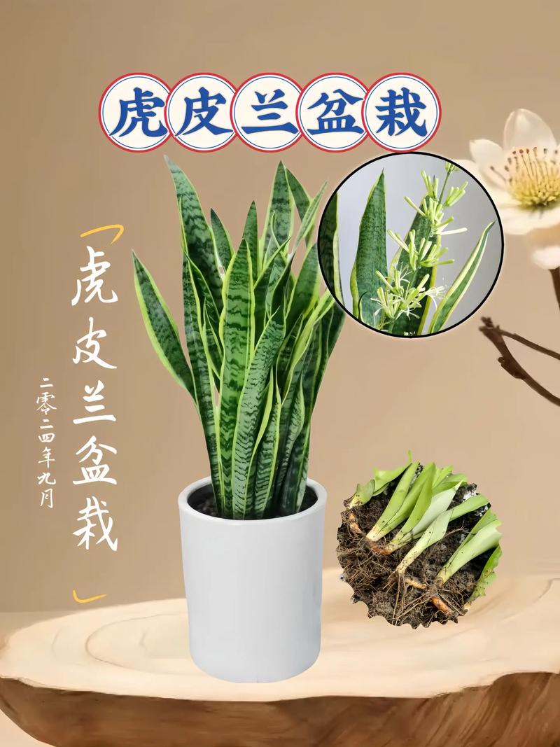 虎皮兰适合什么花盆？虎皮兰适合啥样花盆？-第5张图片-优品飞百科