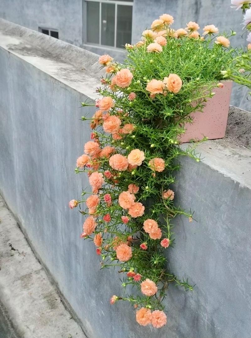 盆栽太阳花的养殖方法和注意事项?太阳花盆栽怎么养?-第3张图片-优品飞百科 盆栽太阳花的养殖方法和注意事项?太阳花盆栽怎么养?-第3张图片-优品飞百科