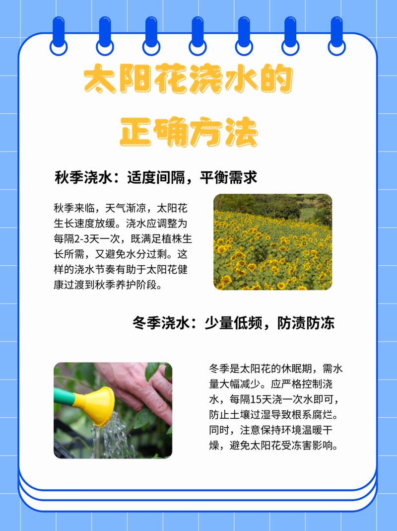 盆栽太阳花的养殖方法和注意事项?太阳花盆栽怎么养?-第4张图片-优品飞百科 盆栽太阳花的养殖方法和注意事项?太阳花盆栽怎么养?-第4张图片-优品飞百科