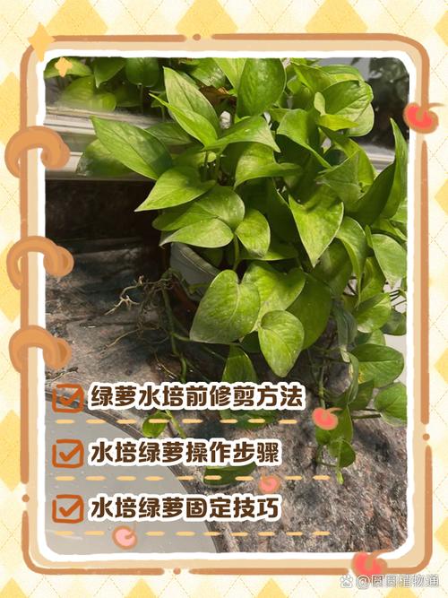 刚剪下的绿萝怎么水养，刚剪下的绿萝怎么水养好？