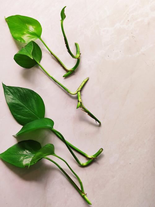 刚剪下的绿萝怎么水养,刚剪下的绿萝怎么水养好?-第5张图片-优品飞百科 刚剪下的绿萝怎么水养,刚剪下的绿萝怎么水养好?-第5张图片-优品飞百科