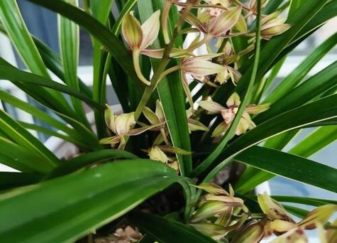 兰花要晒太阳吗?刚种的花能晒太阳吗?-第1张图片-优品飞百科 兰花要晒太阳吗?刚种的花能晒太阳吗?-第1张图片-优品飞百科