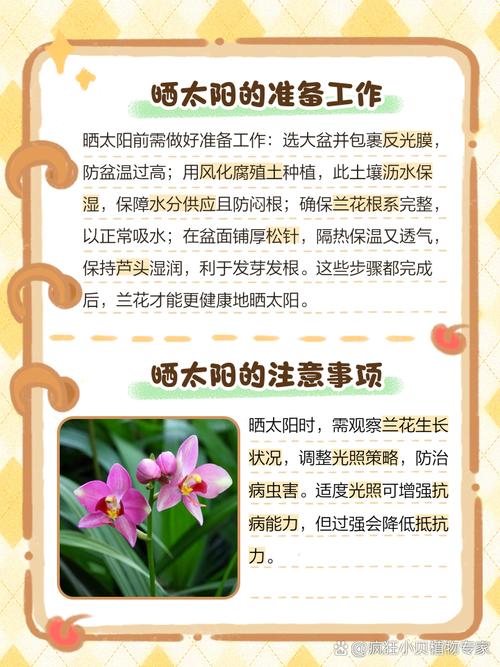 兰花要晒太阳吗?刚种的花能晒太阳吗?-第3张图片-优品飞百科 兰花要晒太阳吗?刚种的花能晒太阳吗?-第3张图片-优品飞百科